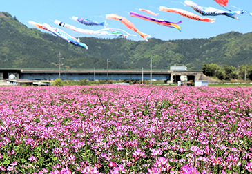 野上野れんげの写真