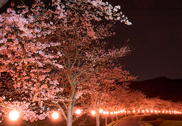 柚津の桜堤の写真
