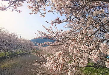 柏原の桜堤の写真