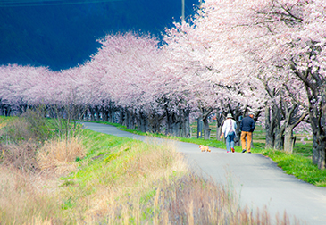 加古川堤防の桜の写真
