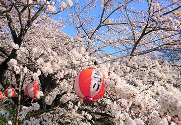 黒井川の桜堤の写真