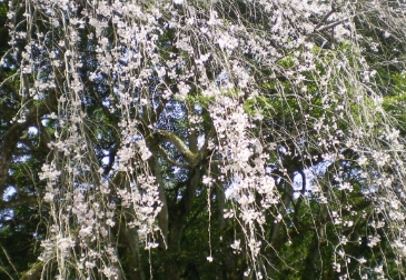 円通寺（糸桜）の写真