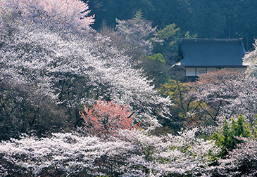 常勝寺の桜の写真