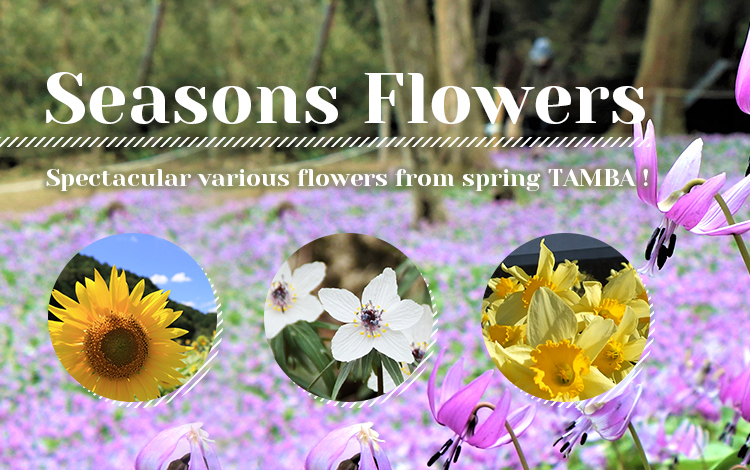 seasons flowers