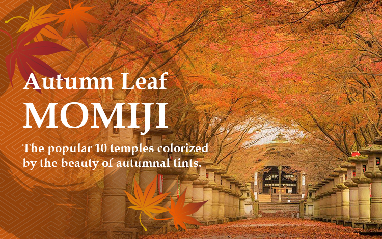 autumn leaf momiji