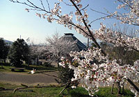 さくら公園