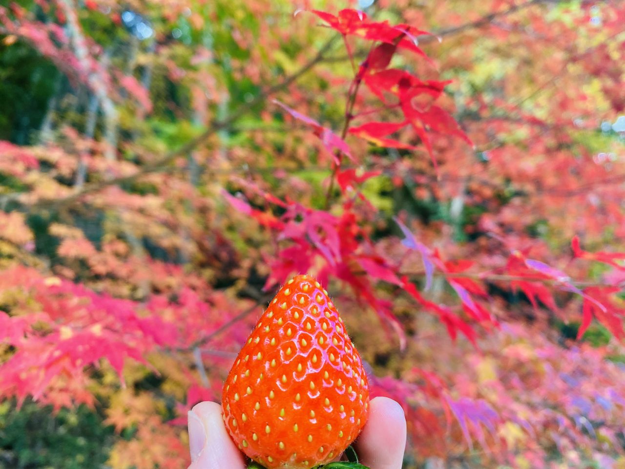 ことぶき農園