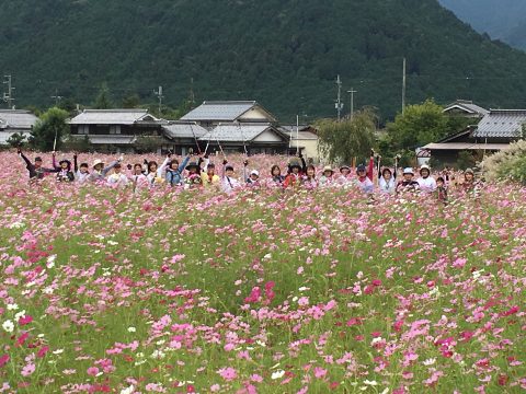 コスモスに囲まれて