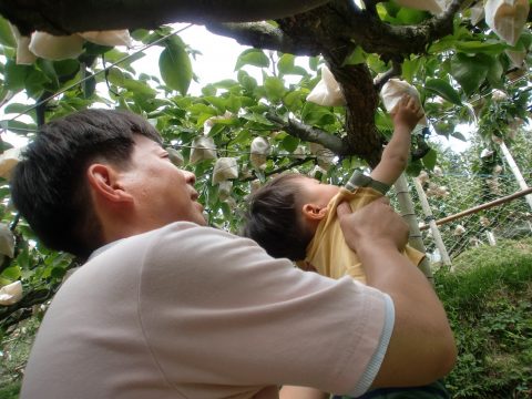  日当り抜群の山の斜面に植えられた２０世紀梨