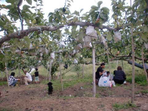 畑で楽しむ新高・新興梨狩り