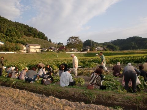 黒枝豆の収穫体験