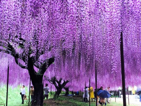 白毫寺の九尺ふじ