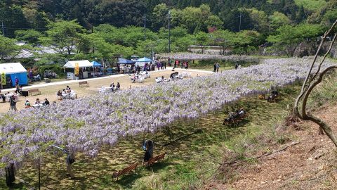 『九尺ふじまつり』の全景