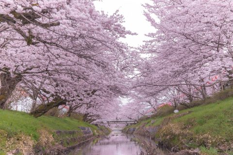 黒井川の桜堤