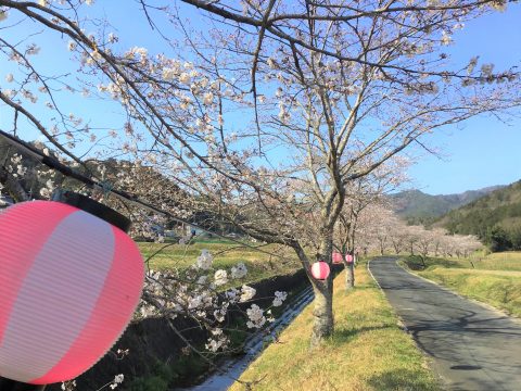 柚津の桜堤