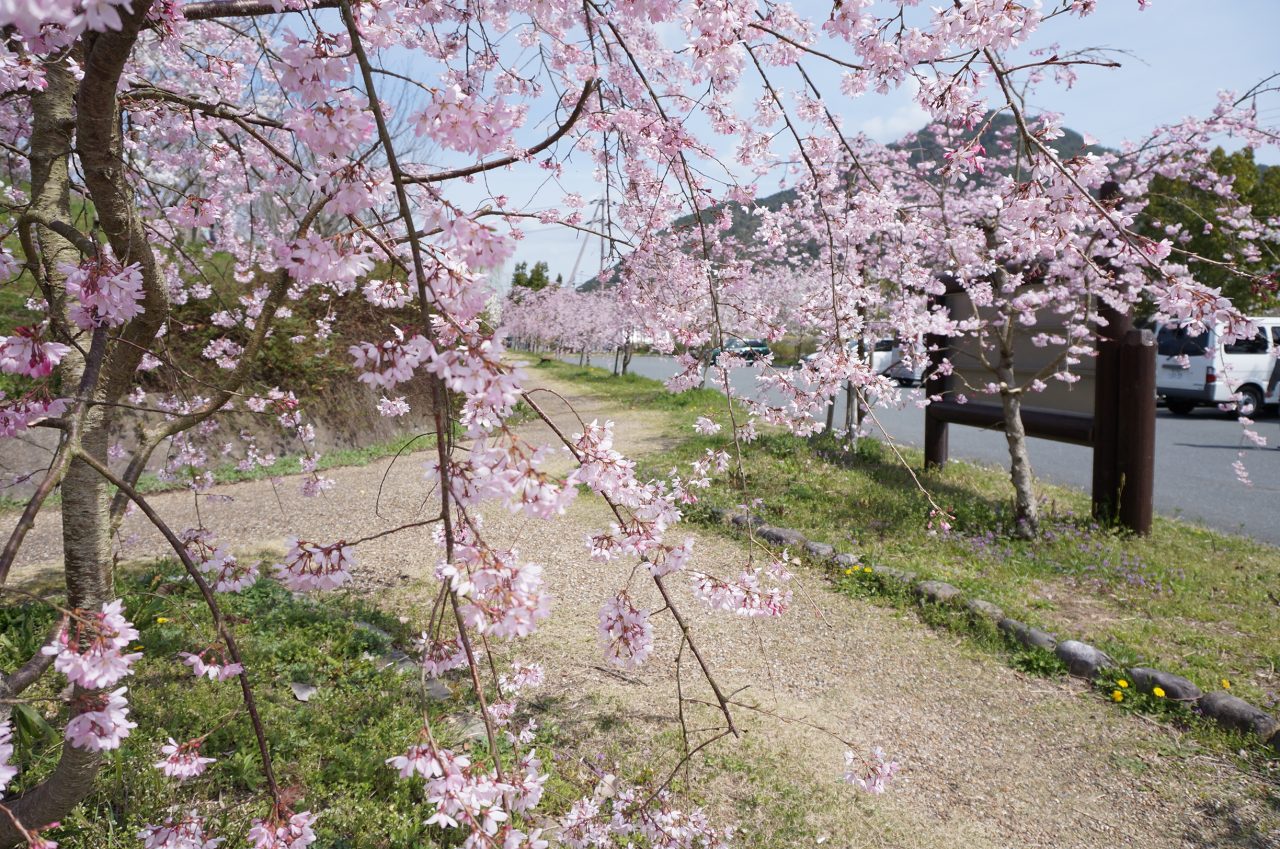 氷上さくら公園