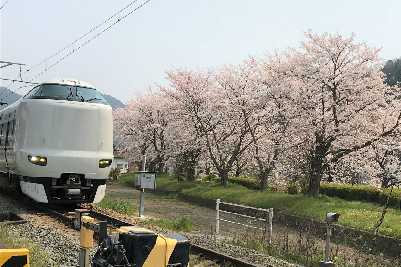 柏原川桜堤