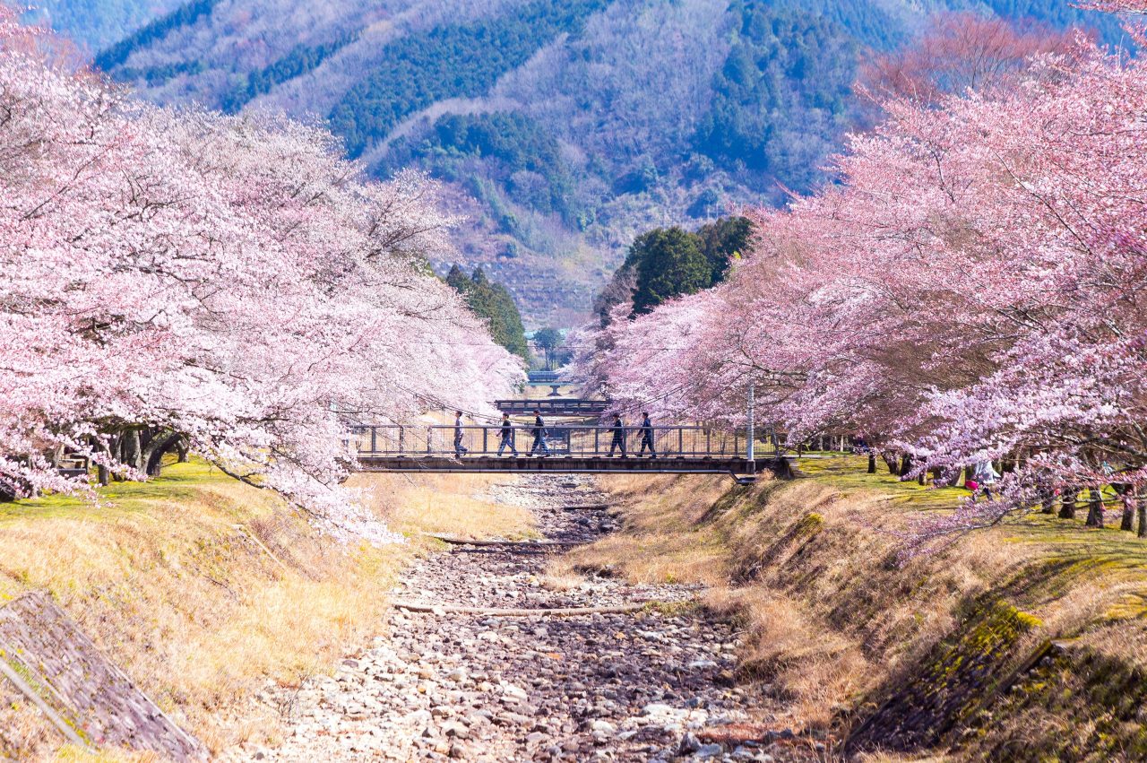 倉町野 の 桜