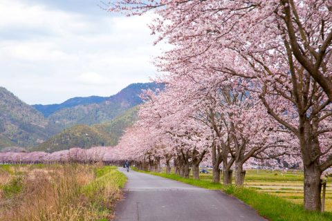 加古川堤防の桜