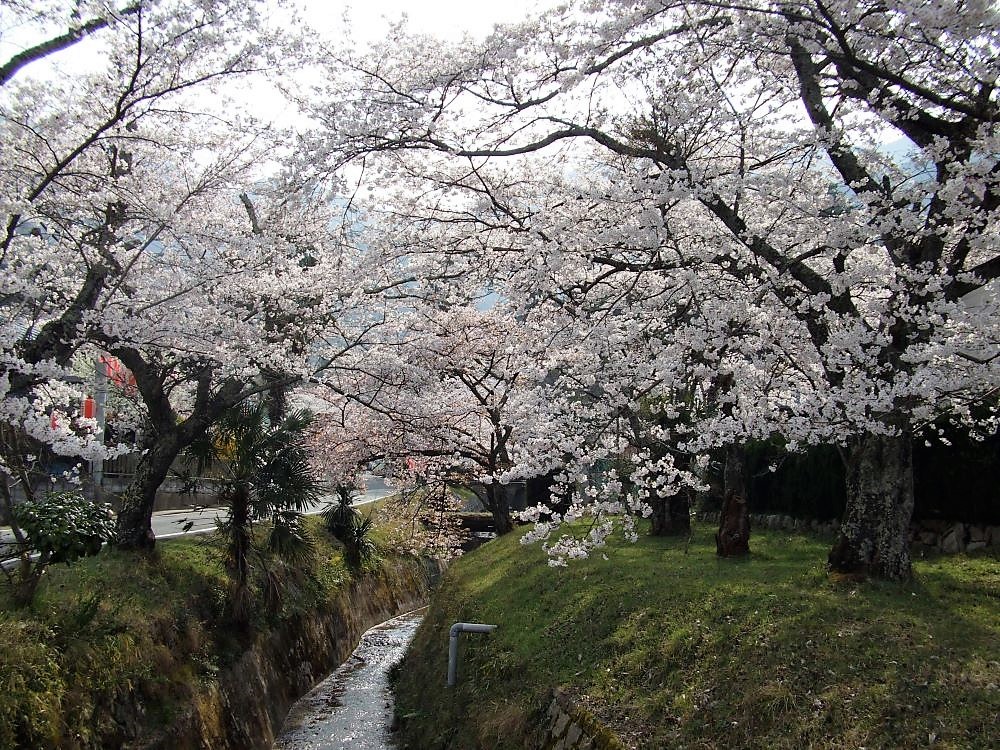 水分れ公園 (高谷川) の桜