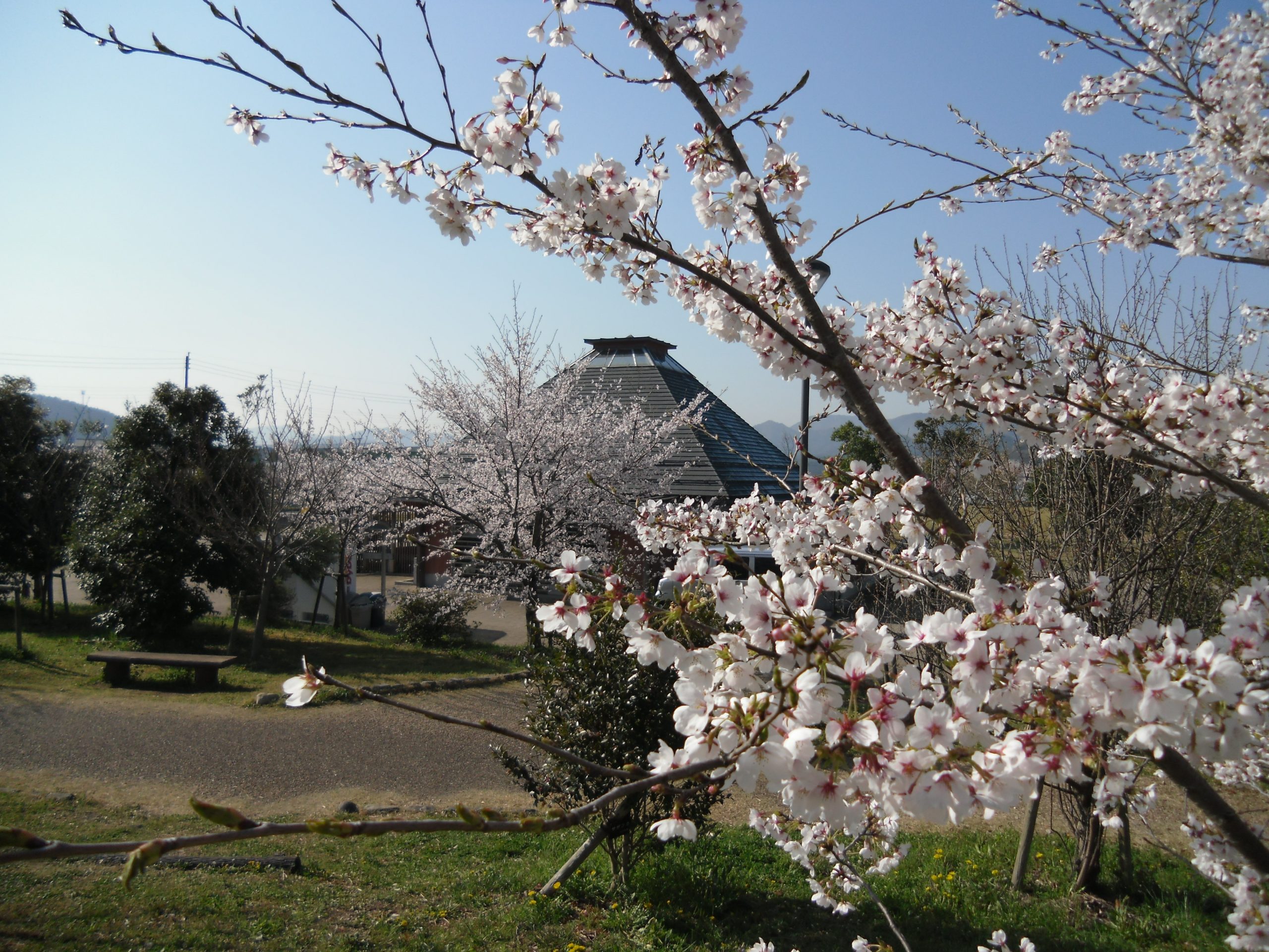 0508四季菜館桜