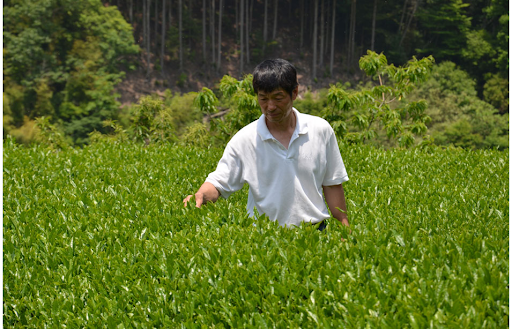 有限会社 徳寿園　～丹波茶を育てる～