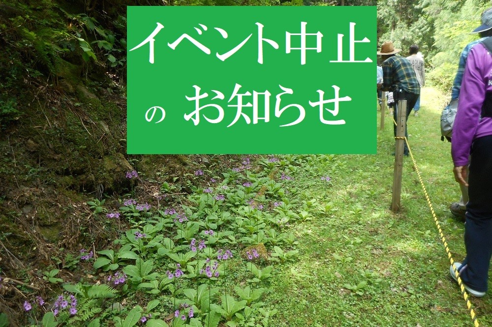 「クリンソウ観賞会」中止のお知らせ (青垣町:稲土)