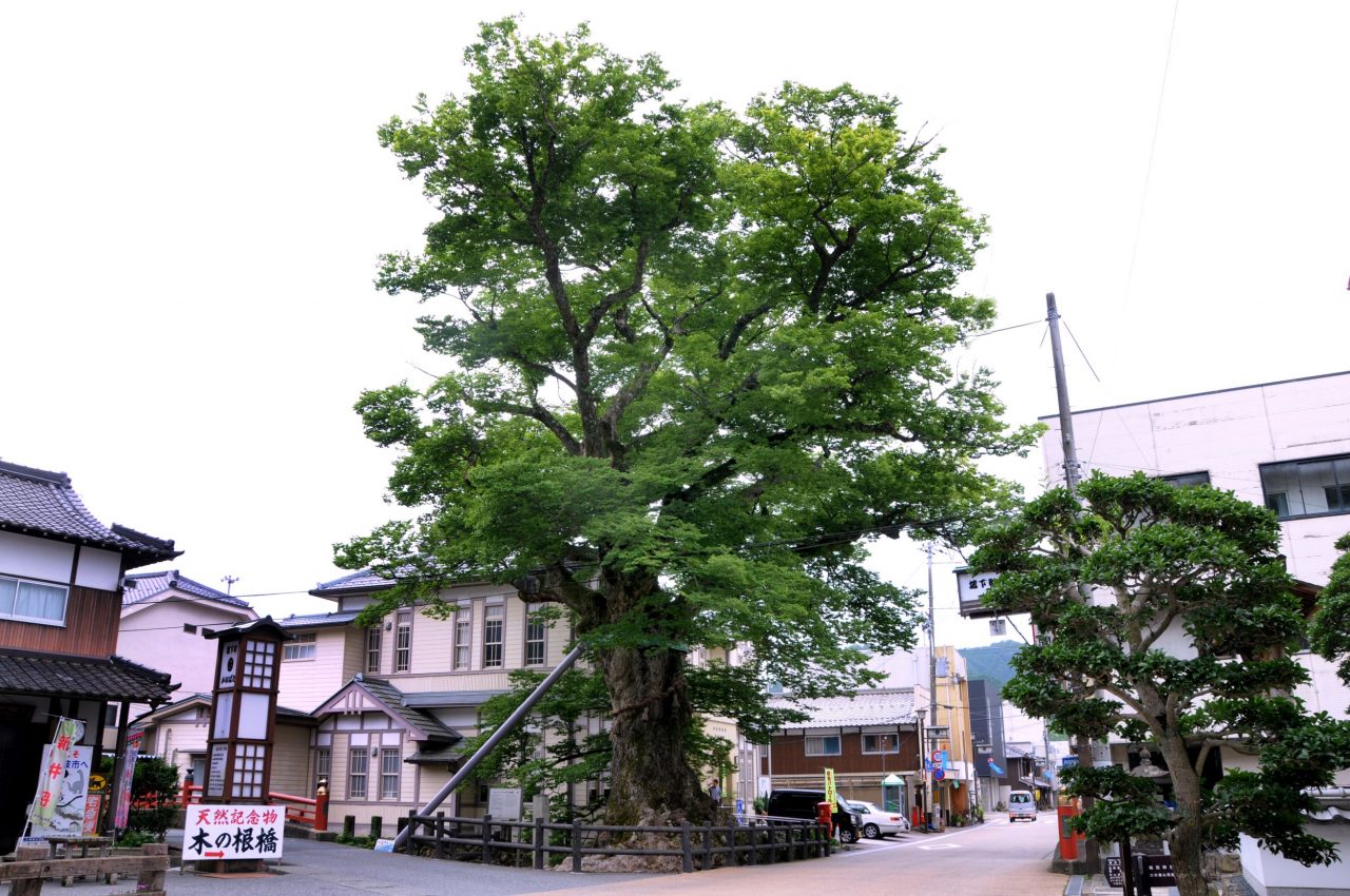 大ケヤキ（柏原・木の根橋）