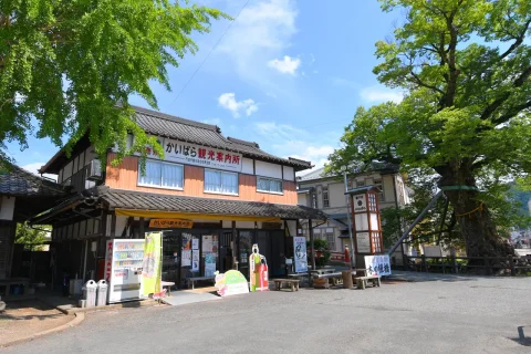 かいばら観光案内所