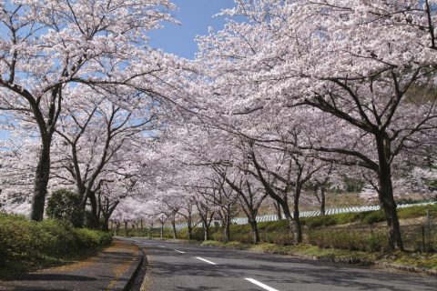 関西池田記念墓地公園　（桜）