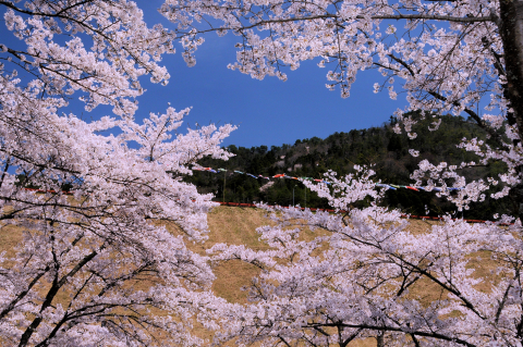 大杉ダム自然公園（桜・オートキャンプ場）