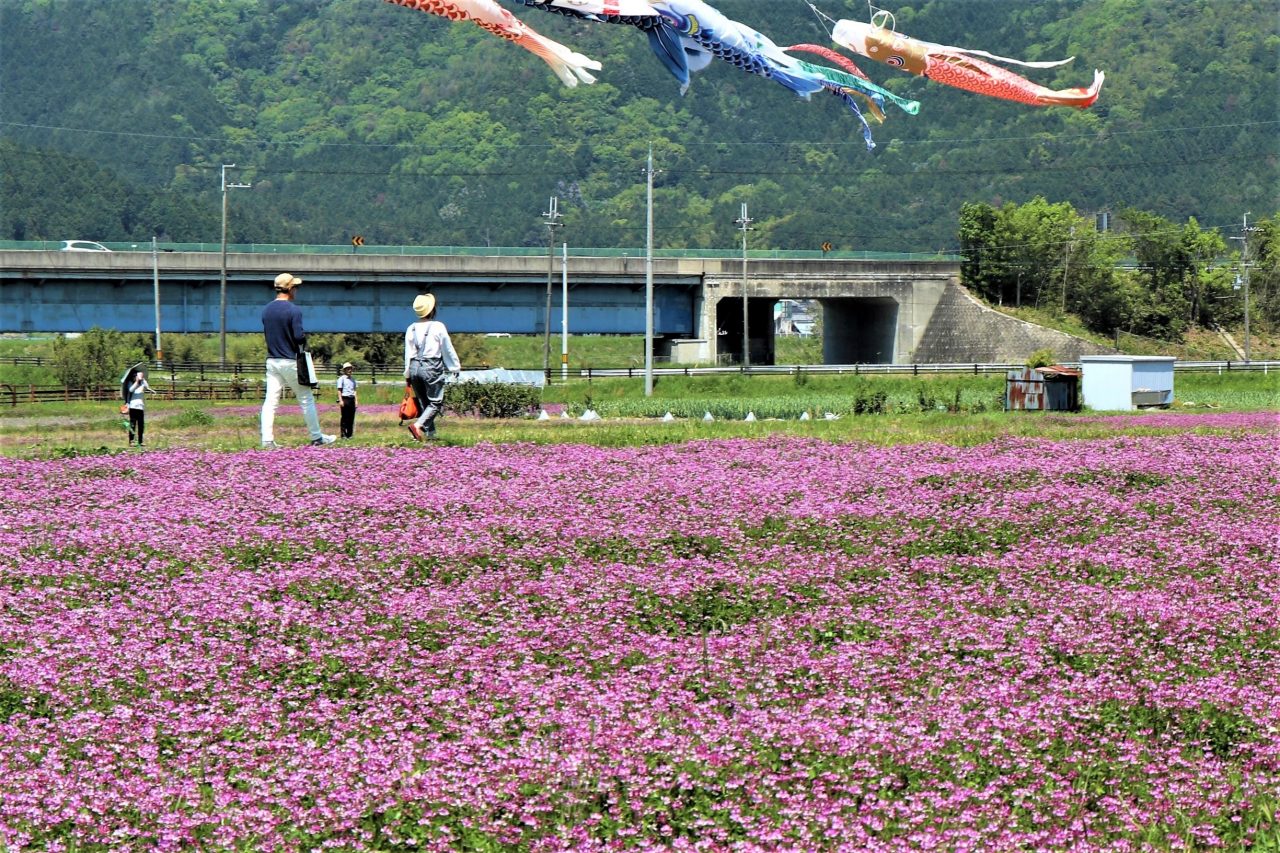 野上野　れんげ