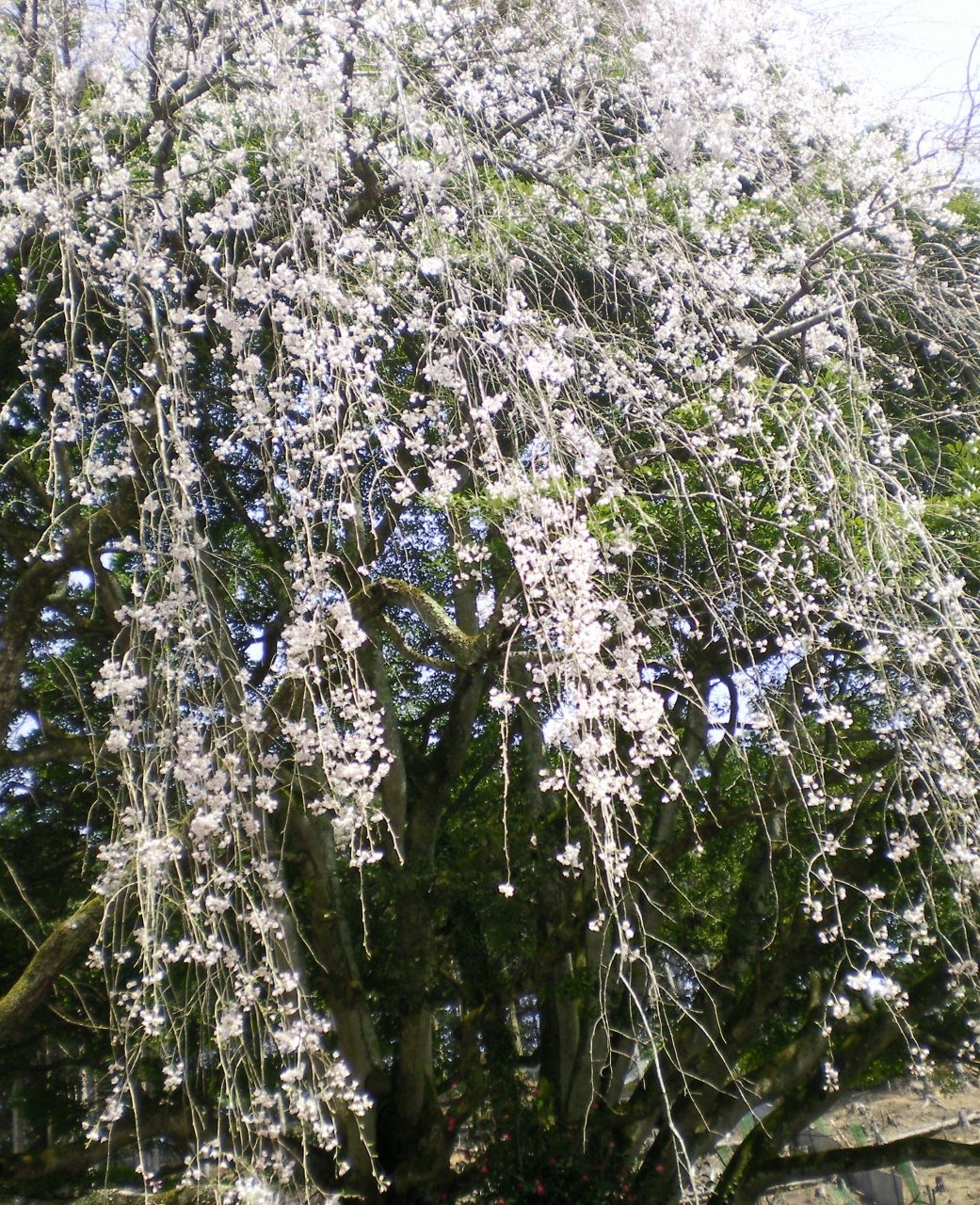 円通寺　糸桜