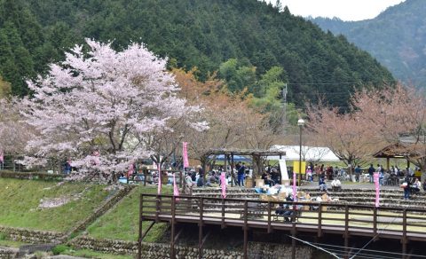 川代さくら祭り