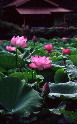 江古花園