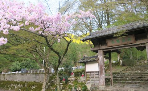 高源寺の桜