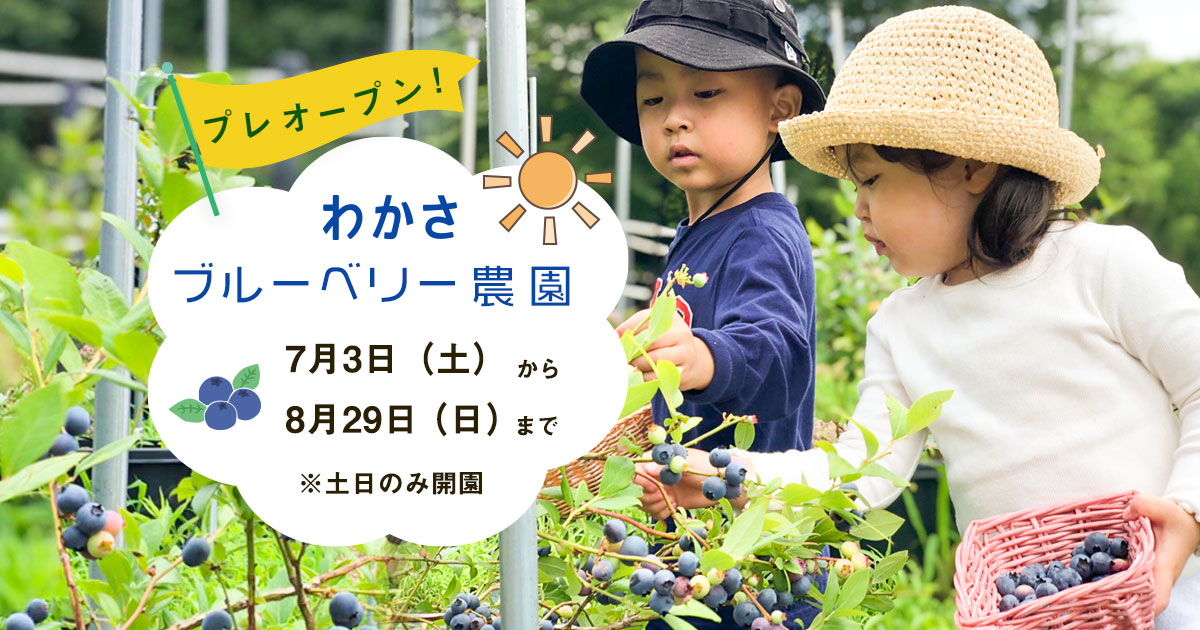わかさブルーベリー農園 プレオープン!