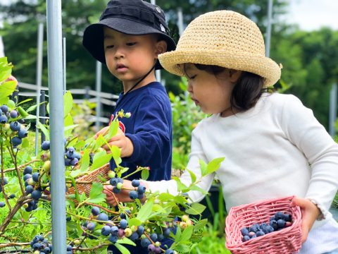 わかさブルーベリー農園