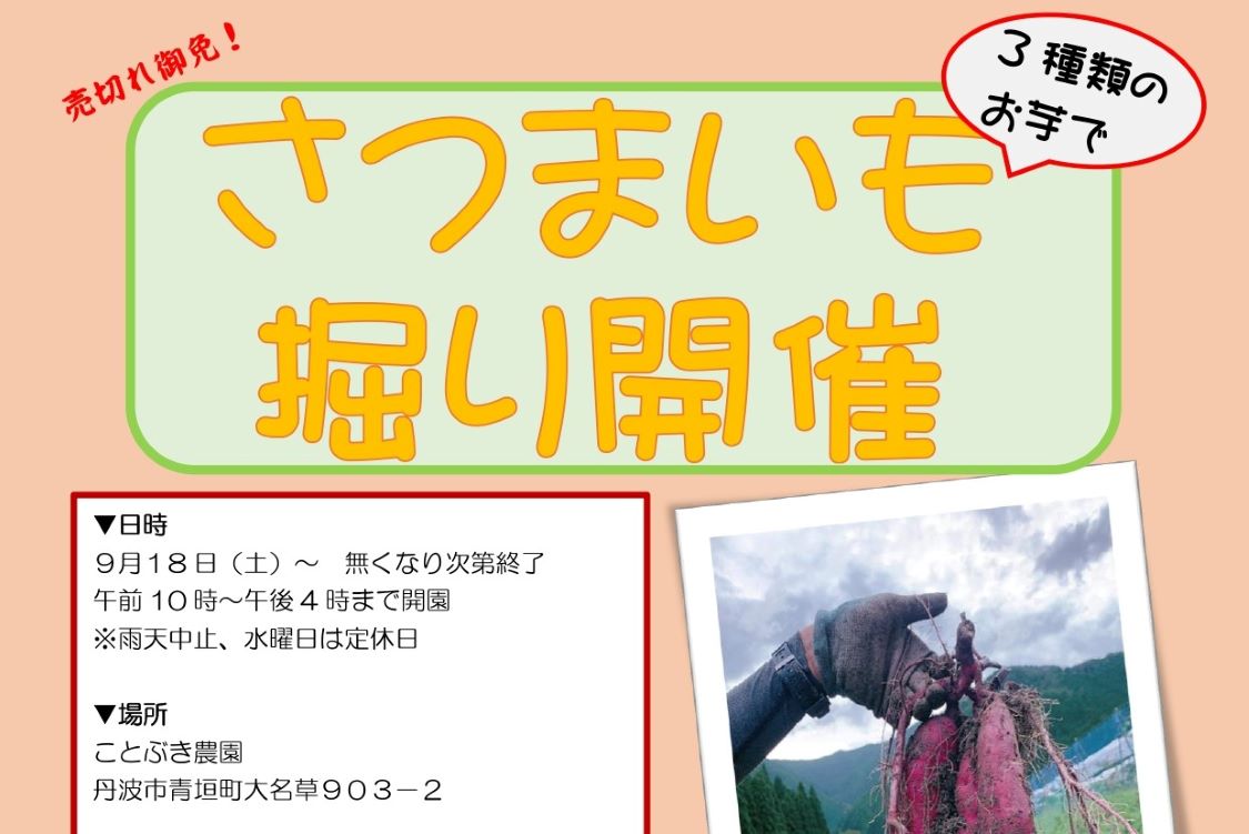 ことぶき農園 さつまいも掘り開催