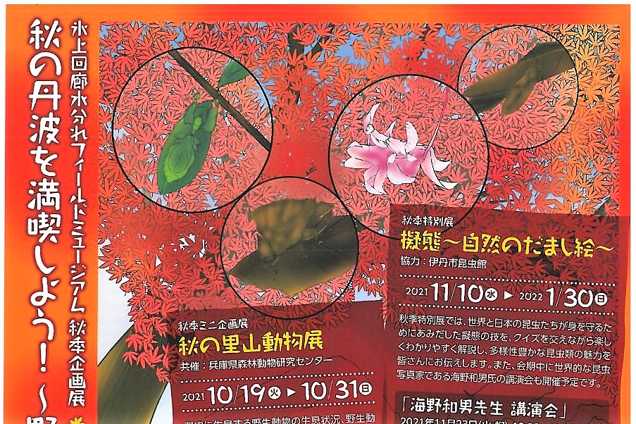 ~野生動物と昆虫の擬態~