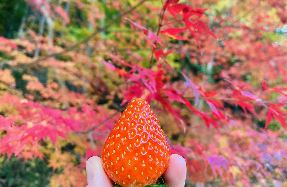 いちごの直売を開始いたします!