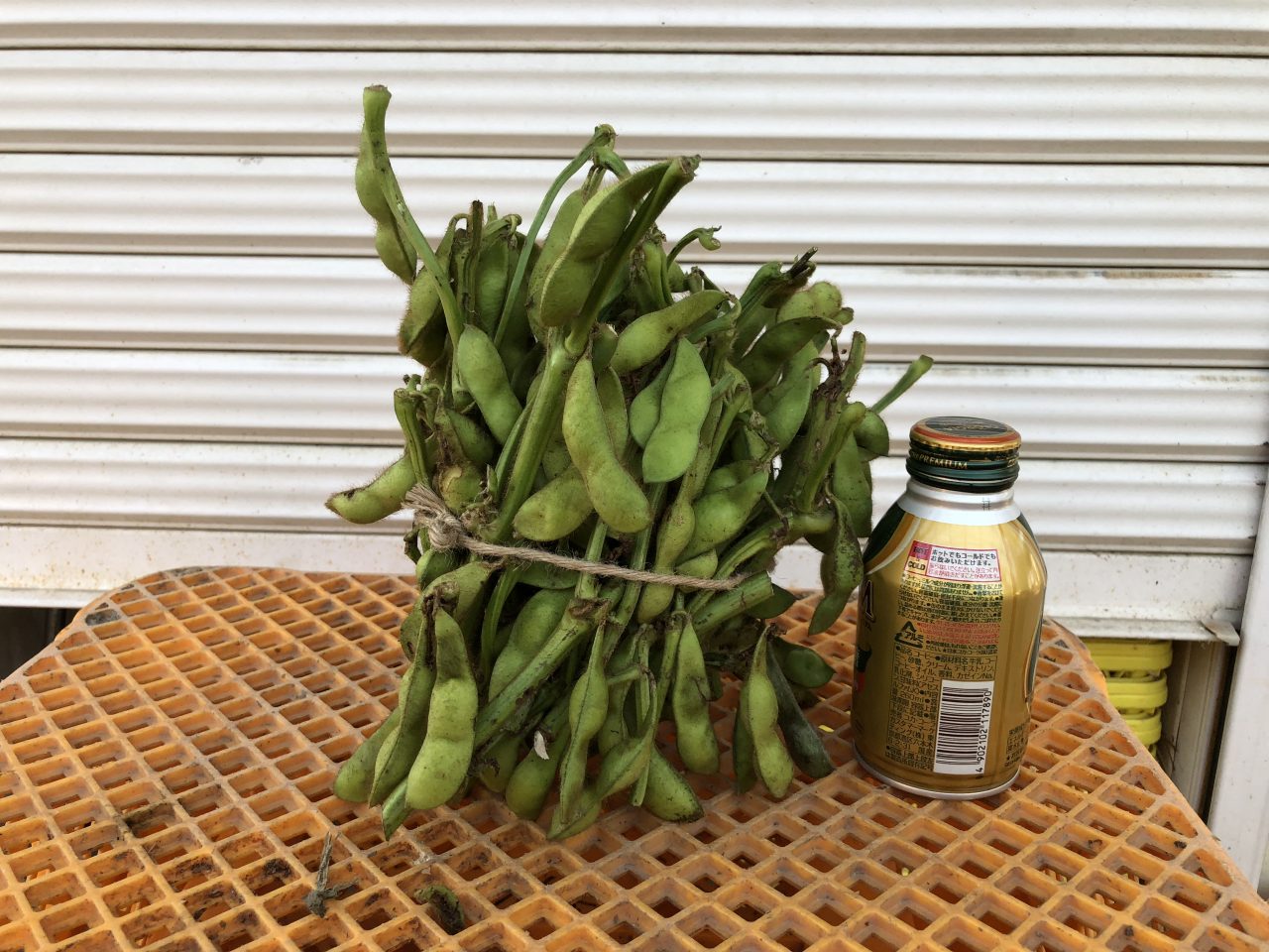 黒枝豆収穫体験