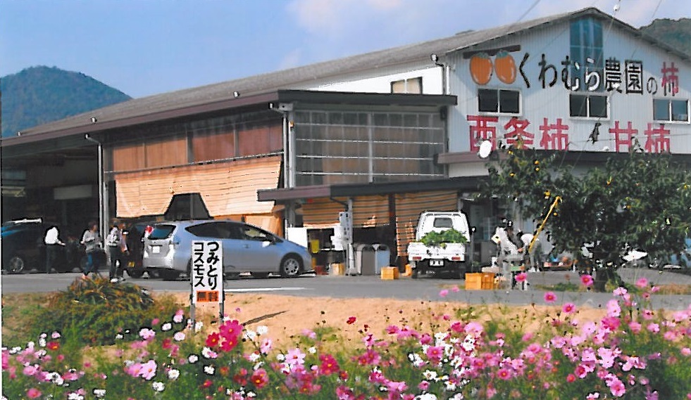 桑村農園の柿販売スタート