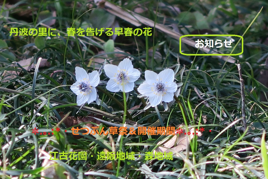 せつぶん草まつり&公開期間のお知らせ