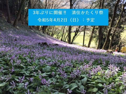 清住かたくり園　かたくり祭りの開催と公開日のお知らせ