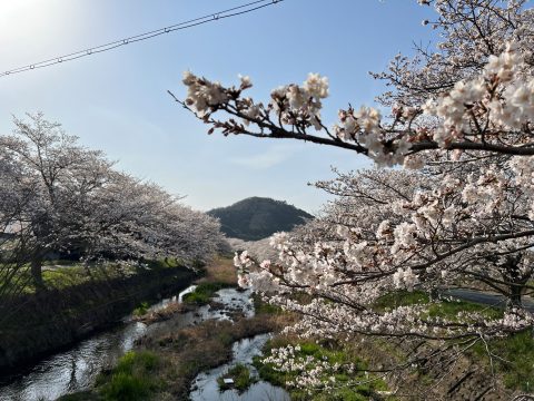 🌸 柏原川のさくら 🌸