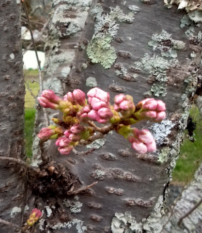黒井川の桜堤