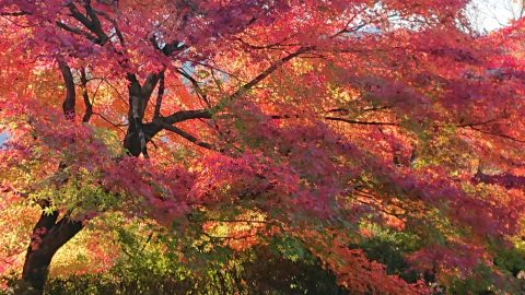 照月山　桂谷寺