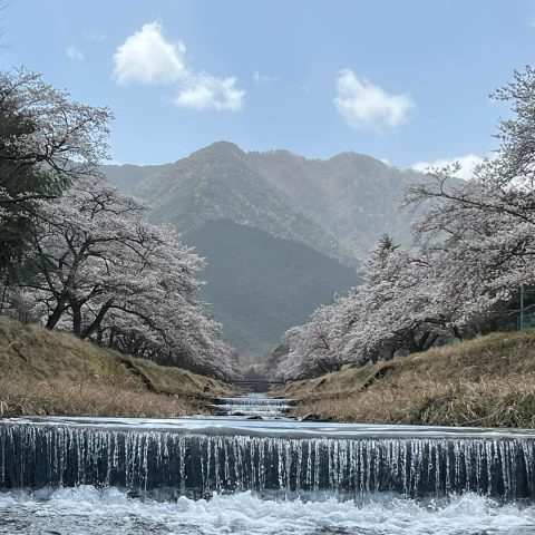 倉町野のさくら