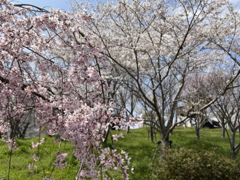 氷上さくら公園